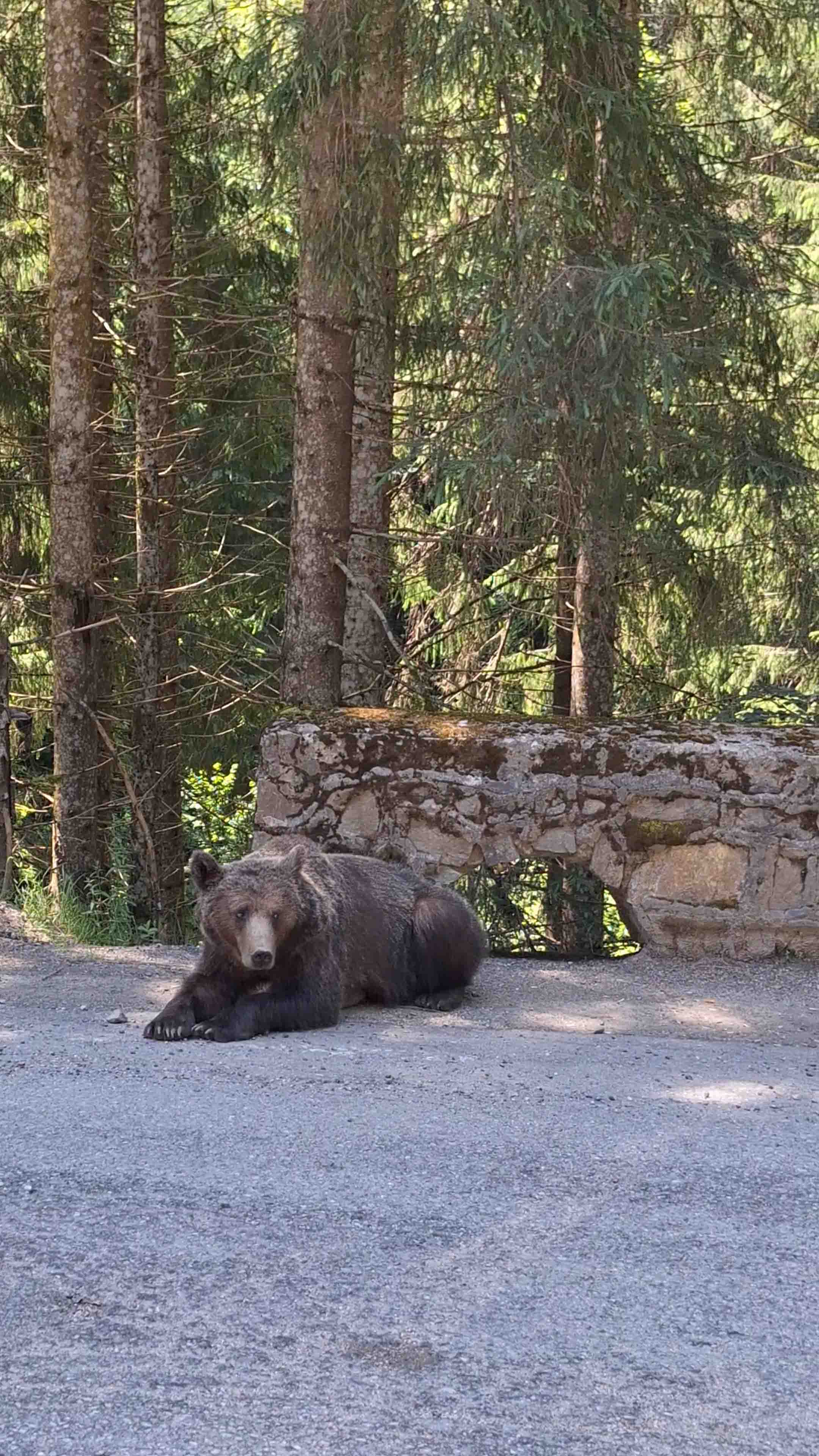 Kurri in Romania