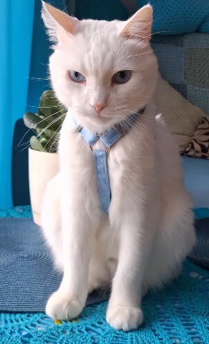 Blue H-style harness