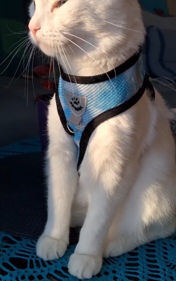 Vest harness