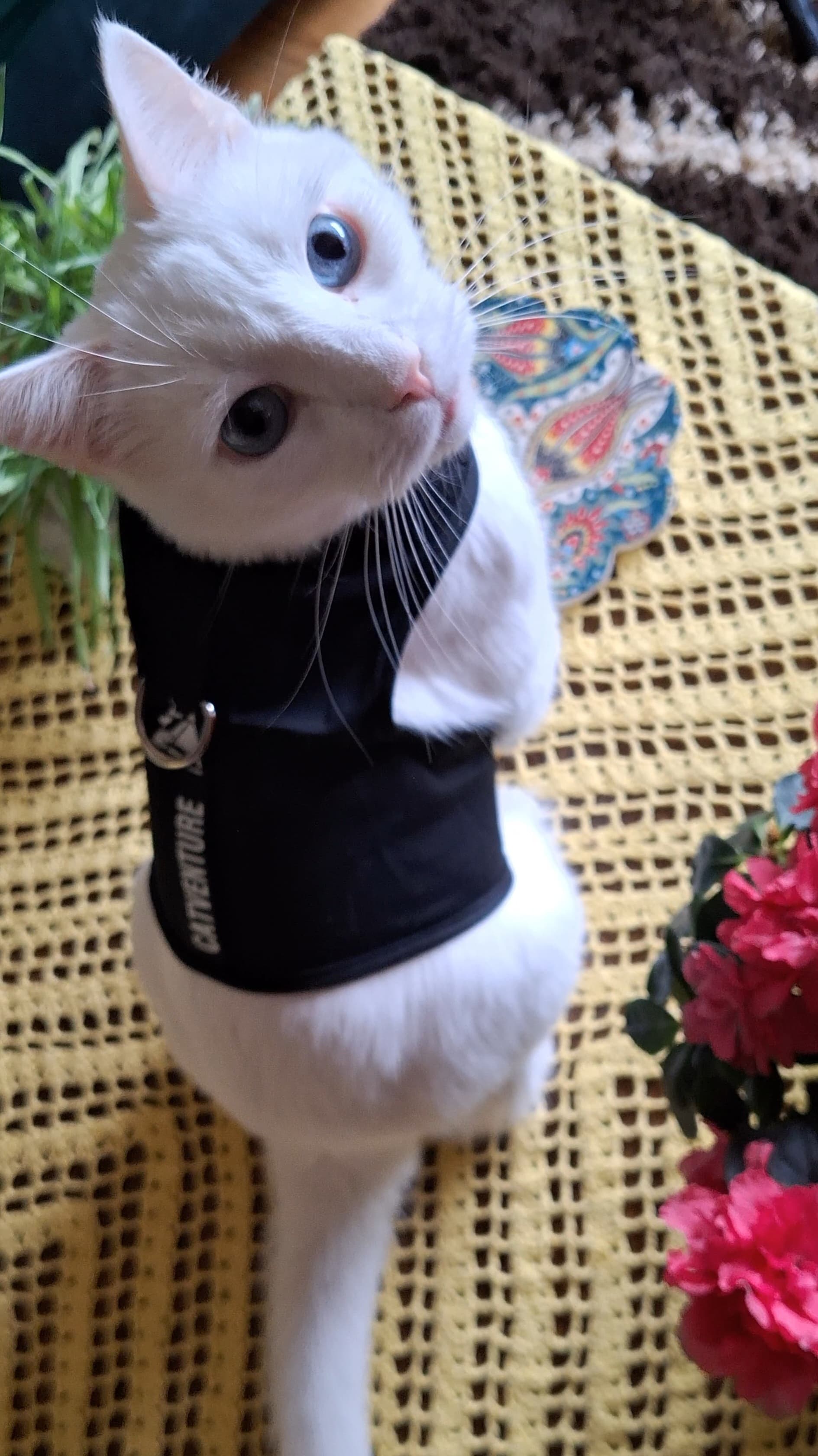 Houdini escape proof cat harness