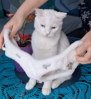 Fleece step-in harness