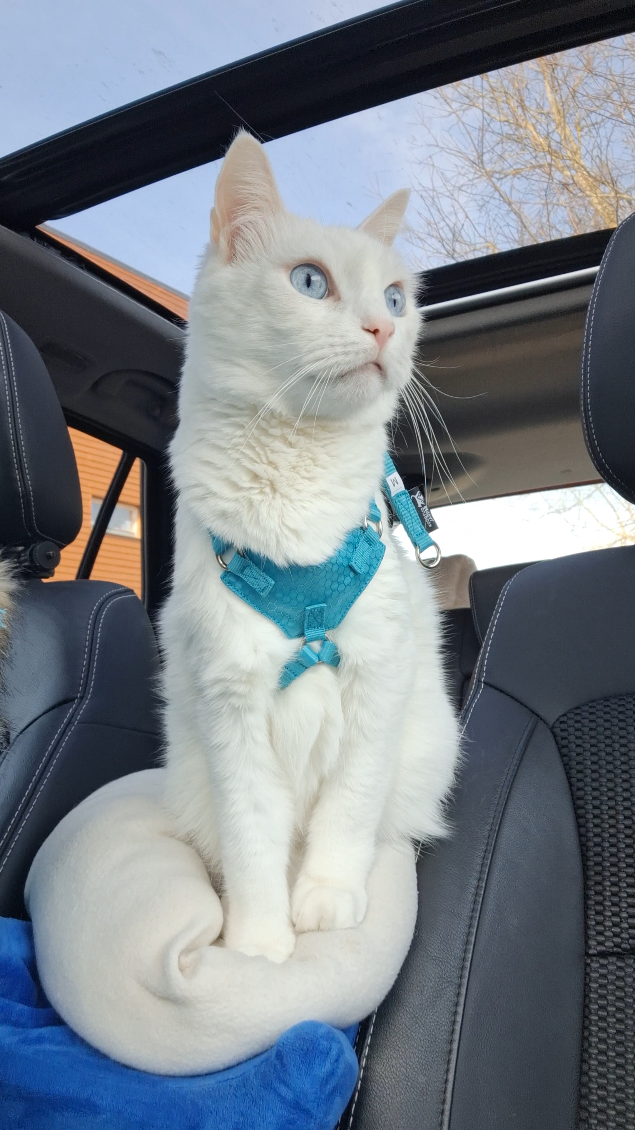 Houdini escape proof cat harness