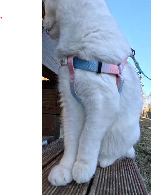 Step-in H-style harness