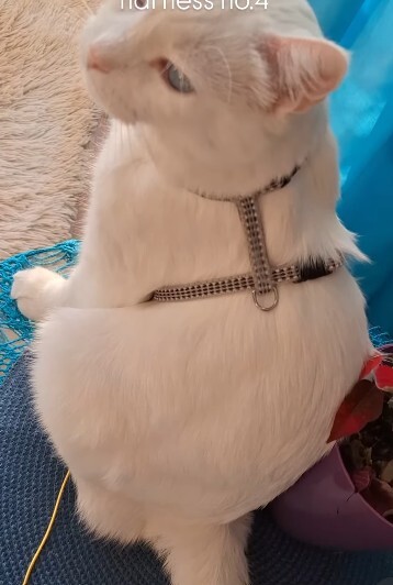 Trixie nylon harness 