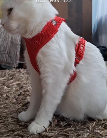 PTrixie soft harness
