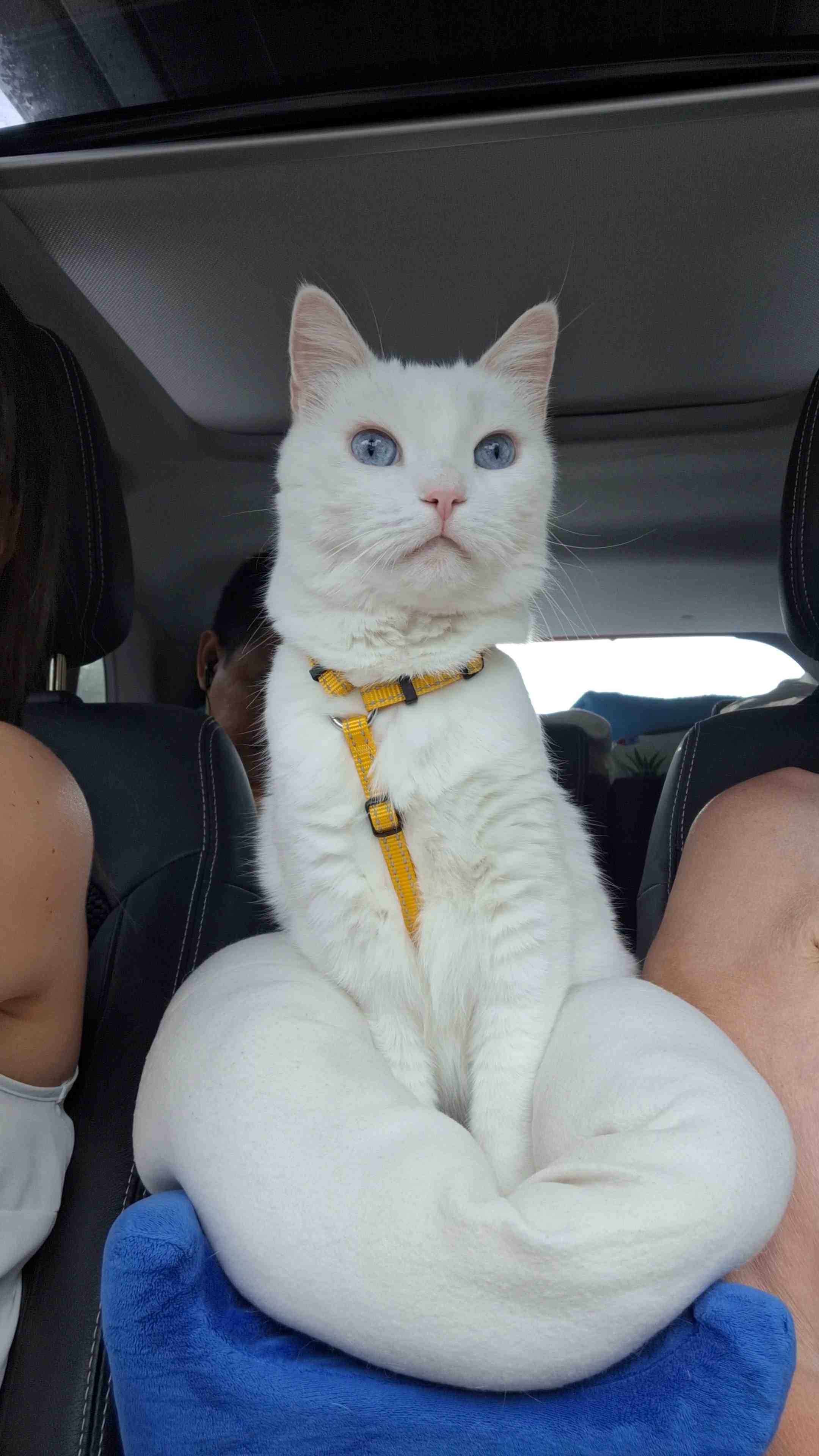 Escape-proof cat harness